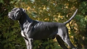 Carne corso rüde sucht zuhause12monate  