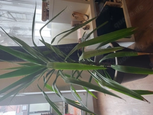 Yuccapalme Yucca Palme Palmlilien Palm Lilien