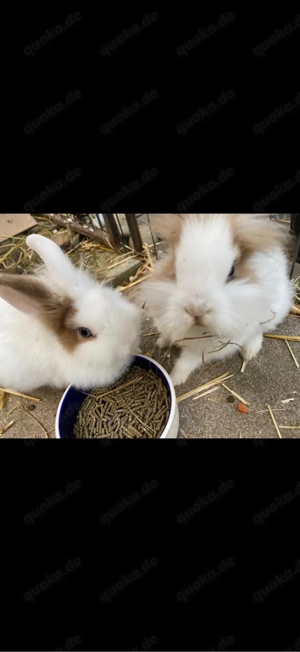 Unser Zwergkaninchen Mädchen sucht ein neues zu Hause