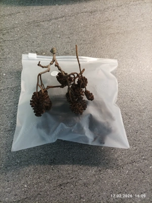 Erlenzapfen, 100 Stück Bild 2