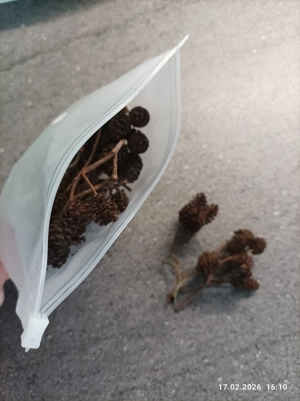 Erlenzapfen, 100 Stück