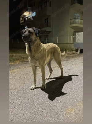 Wurfankündigung Kangalwelpen  Bild 5