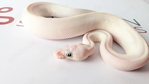 Wunderschöne Blue eyed Lucy Königspython