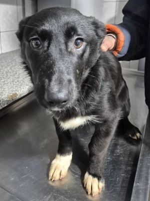 Junghündin 890519 stellt sich vor Bild 2