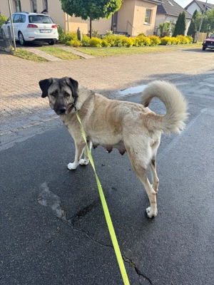 Wurfankündigung Kangalwelpen  Bild 2