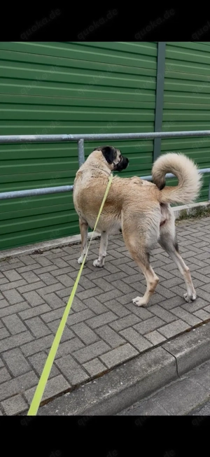 Wurfankündigung Kangalwelpen  Bild 3