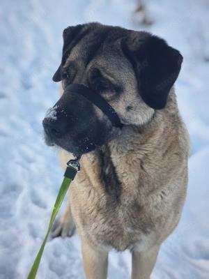 Wurfankündigung Kangalwelpen  Bild 4