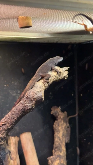 Bahama Anolis 
