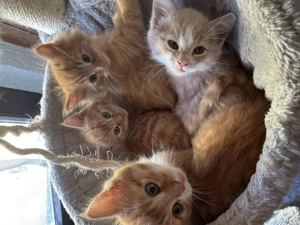 Süße Babykatzen suchen ein neues Zuhase