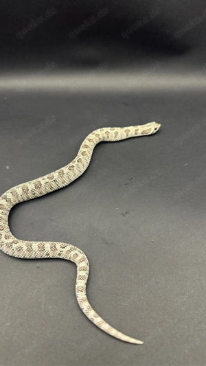 Axanthic 66% het. Snow, Axanthicconda 66% het. Snow Hakennasennattern ( Heterodon Nasicus )