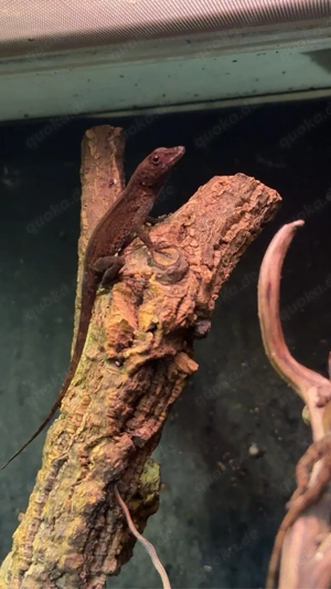 Pueto Rico Anolis  Bild 2