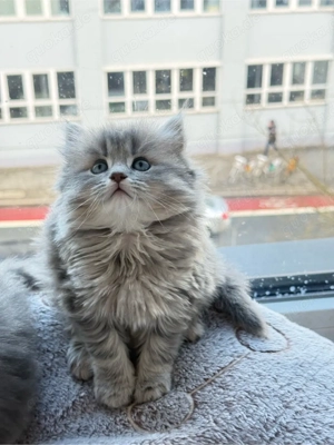 babykatze Britisch lange haare
