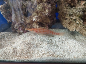 Verkaufe langschnäuziger Korallenwächter und XXL Bagger Grundel