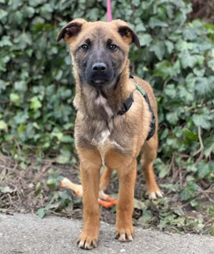 MARK - Malinois-Bub sucht seine Menschen (wartet in Rumänien)