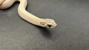 1.0 Arctic Toffeebelly Superconda Hakennasennatter ( Heterodon Nasicus ) Bild 2