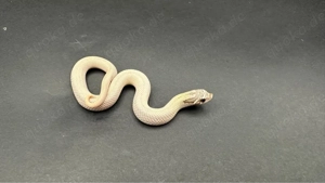 1.0 Arctic Toffeebelly Superconda Hakennasennatter ( Heterodon Nasicus ) Bild 5