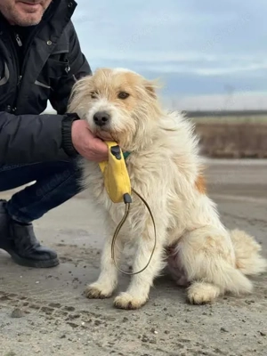 Liebe Sella - wurde herzlos abgeschoben - sucht jetzt ein neues Zuhause