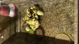  Warzenente (rein weiß ) Bild 2