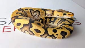 Fire vierfach het Clown Cryptic DG Hypo Königspython