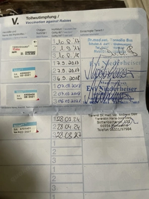 Chihuahua-Rüden,  Bild 3