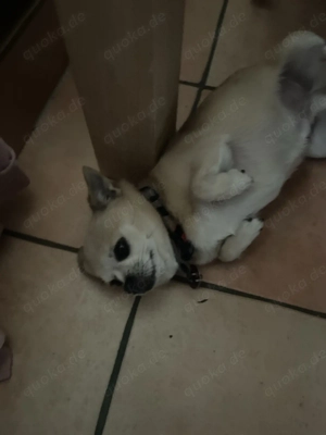 Chihuahua-Rüden,  Bild 2