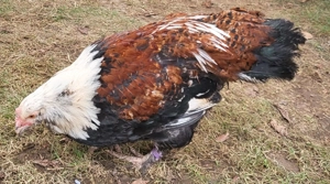 2 große Lachshähne