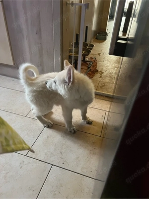 Schweizer Schäferhund