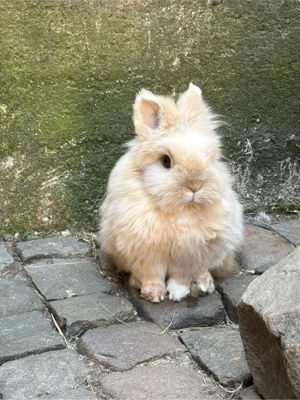 Zwerg Kaninchen   Löwenköpfchen 