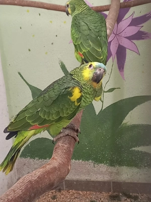 Gelbflügel blaustirnamazonen 