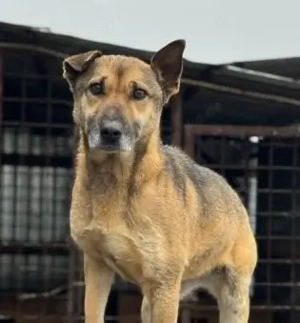 Schüchterne und menschenbezogene Kara - sie wird immer übersehen   