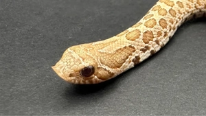 0.1 Toffeebelly Hakennasennatter ( Heterodon Nasicus )