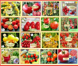  Lieblings Tomaten ! Alte Freiland Sorten,Gemüse Salat Samen Saatraritäten Tulpenstolz Bild 5
