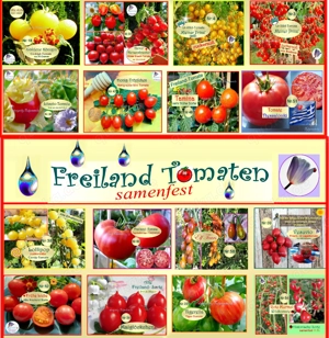   Lieblings Tomaten ! Alte Freiland Sorten,Gemüse Salat Samen Saatraritäten Tulpenstolz Bild 6