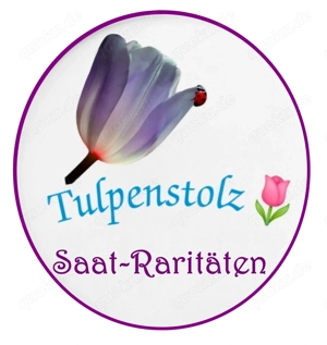   Lieblings Tomaten ! Alte Freiland Sorten,Gemüse Salat Samen Saatraritäten Tulpenstolz Bild 8