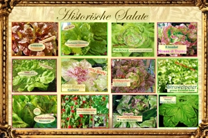   Lieblings Tomaten ! Alte Freiland Sorten,Gemüse Salat Samen Saatraritäten Tulpenstolz Bild 9