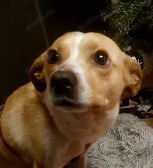 Rosetta - unser liebenswertes Seelchen