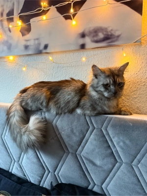 Britisch Langhaar Kater sucht ein liebevolles Zuhause