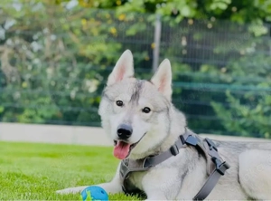 Liebevolles Zuhause für Juky gesucht