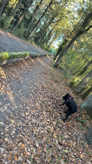 Schäferhündin Bild 4