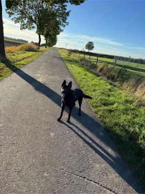 Schäferhündin Bild 3