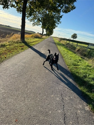 Schäferhündin Bild 2