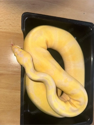 0.1 Königspython ( Superbanana Enchi Pastel pos .....