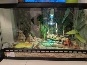 Sandboa komplett Paket (Terrarium Einrichtung+Lampen) 