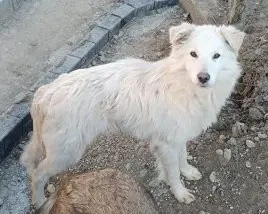 Snowy - mit dem sonnigen Gemüt - wünscht sich ein eigenes Zuhause