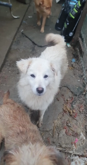 Snowy - mit dem sonnigen Gemüt - wünscht sich ein eigenes Zuhause Bild 3