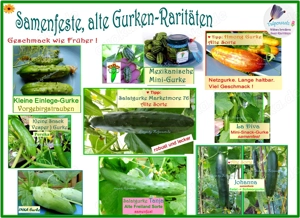   BIO Alte Sorten samenfeste Gurken und Zucchini Gemüse Saatraritäten Tulpenstolz Bild 3