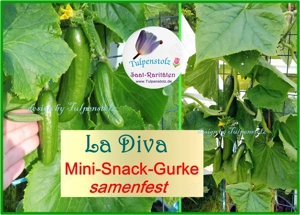   BIO Alte Sorten samenfeste Gurken und Zucchini Gemüse Saatraritäten Tulpenstolz Bild 5