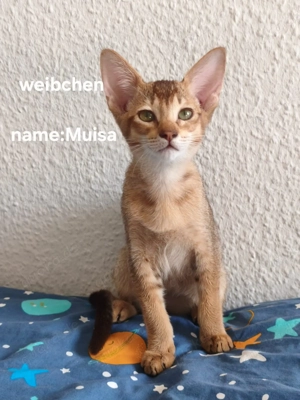 Okh-Abessnier mix suchen ein neues zuhause 