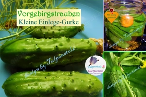   BIO Alte Sorten samenfeste Gurken und Zucchini Gemüse Saatraritäten Tulpenstolz Bild 4