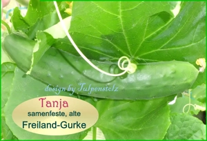   BIO Alte Sorten samenfeste Gurken und Zucchini Gemüse Saatraritäten Tulpenstolz Bild 2